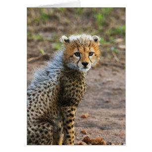 Cheetah Cub Acinonyx Jubatus)