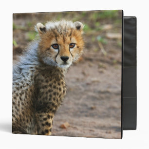 Cheetah Cub Acinonyx Jubatus) Binder