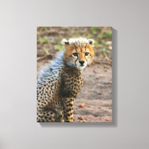 Cheetah Cub Acinonyx Jubatus) Canvas Print
