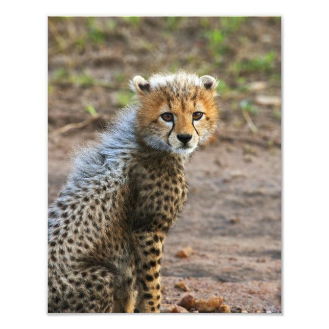 Cheetah Cub Acinonyx Jubatus) Photo Print (Front)