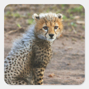 Cheetah Cub Acinonyx Jubatus) Square Sticker