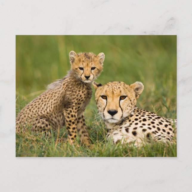 Cheetah Cub and Parent in Grass Postcard (Front)