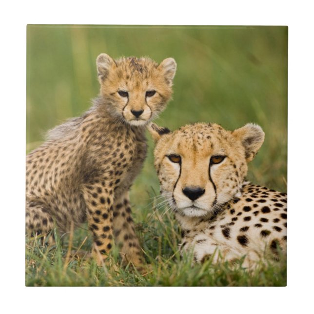 Cheetah Cub and Parent in Grass Tile (Front)