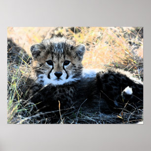 Cheetah cub canvas print