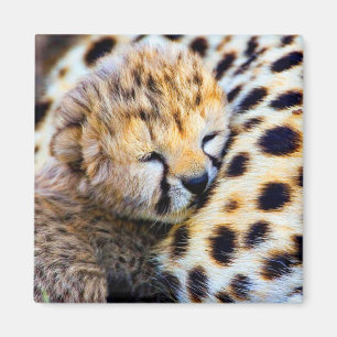 Cheetah Cub Magnet