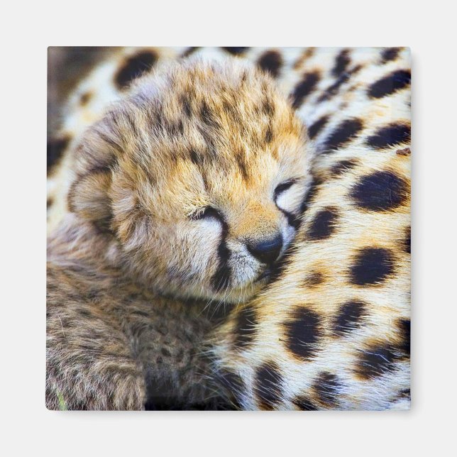 Cheetah Cub Magnet (Front)