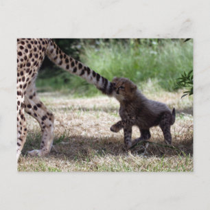 Cheetah cub postcard