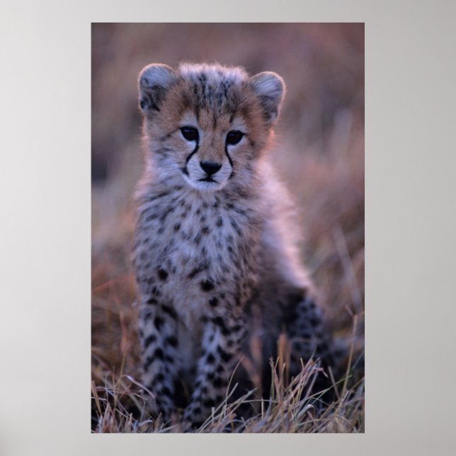 Cheetah Cub | Savannah, Kenya Poster (Front)