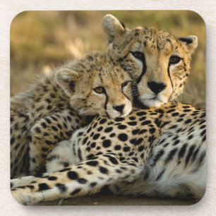 Cheetah Cub Snuggling with its Mom Coaster