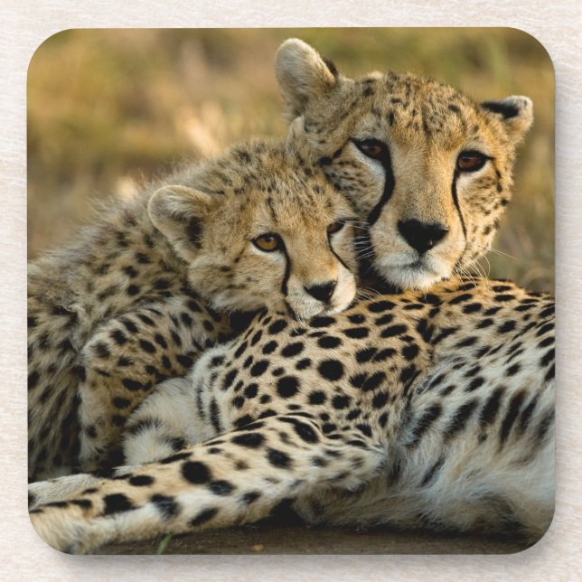 Cheetah Cub Snuggling with its Mom Coaster (Front)