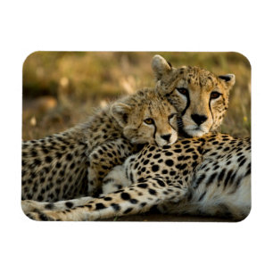 Cheetah Cub Snuggling with its Mom Magnet