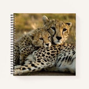 Cheetah Cub Snuggling with its Mom Notebook