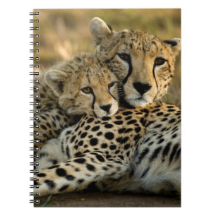 Cheetah Cub Snuggling with its Mom Notebook