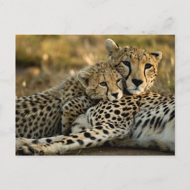 Cheetah Cub Snuggling with its Mom Postcard (Front)