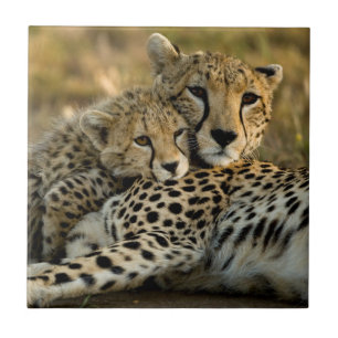 Cheetah Cub Snuggling with its Mom Tile