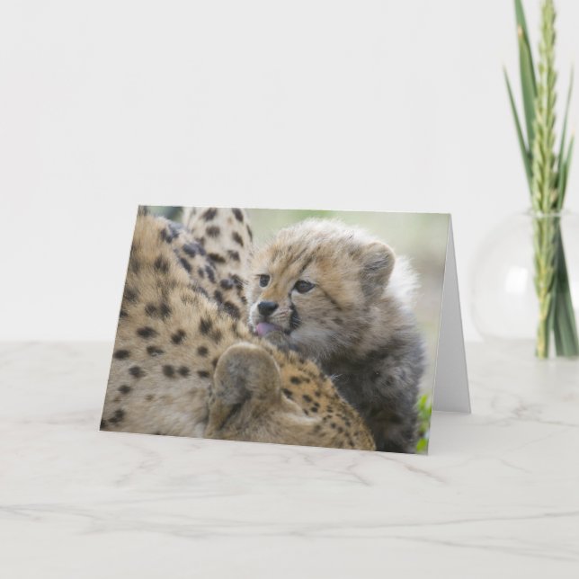 Cheetah Cub with Mom Card (Front)