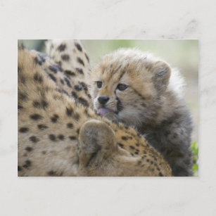 Cheetah Cub with Mom Postcard