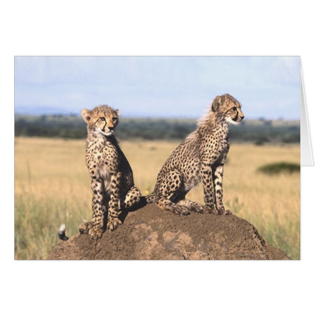 Cheetah Cubs Card (Front Horizontal)