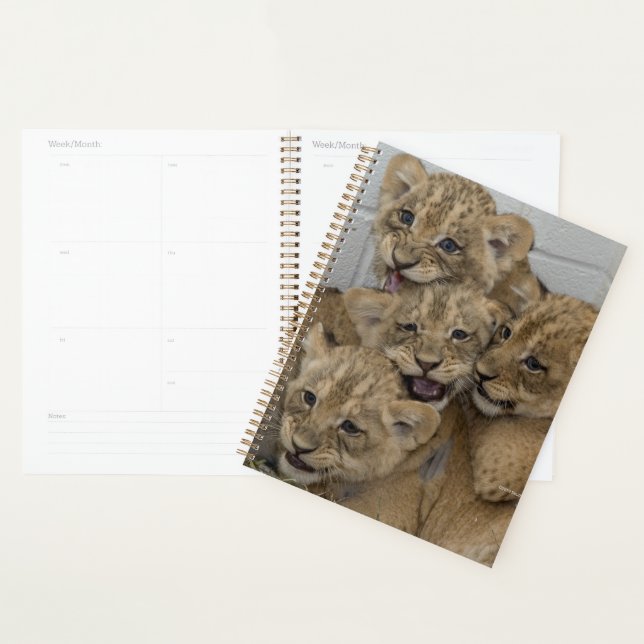 Cheetah Cubs Jouer (Devant avec enveloppe)