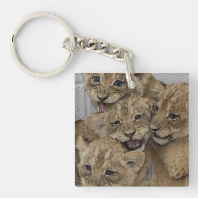 Cheetah Cubs Jouer (Devant)