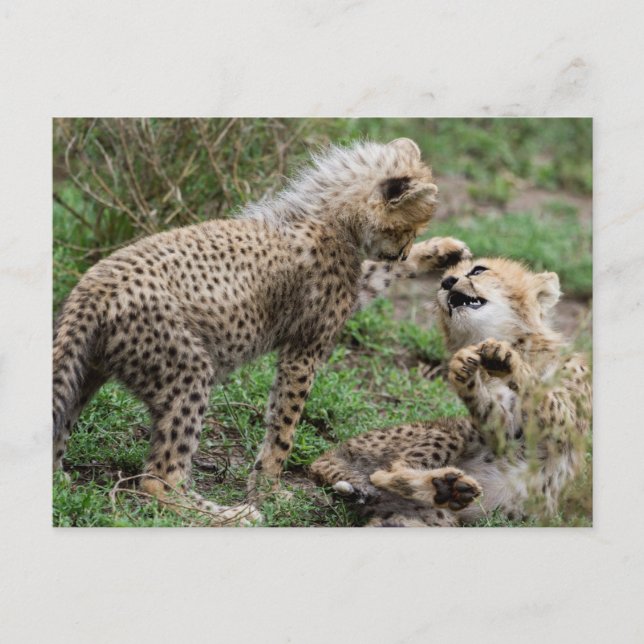 Cheetah Cubs Jouer Carte postale (Devant)