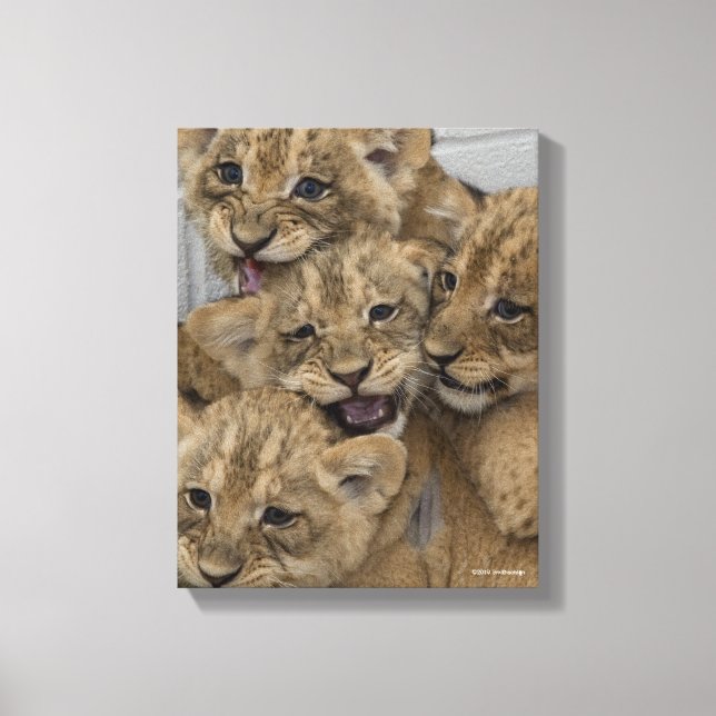 Cheetah Cubs Playing Canvas Print (Front)