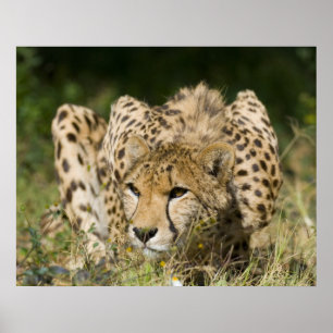 Cheetah Down Low Poster