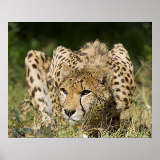 Cheetah Down Low Poster (Front)