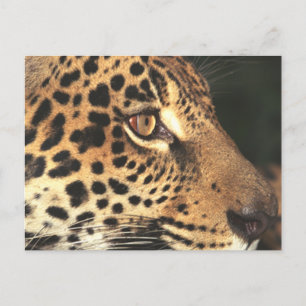 Cheetah Face Postcard
