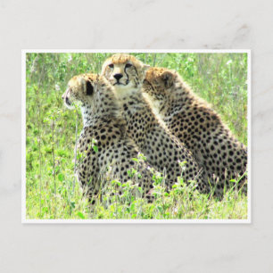 cheetah family postcard