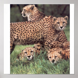 Cheetah family poster