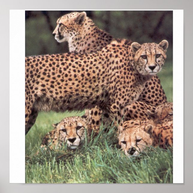 Cheetah family poster (Front)