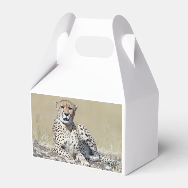 Cheetah Favor Box (Back Side)