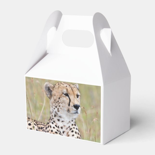 Cheetah Favor Box (Back Side)