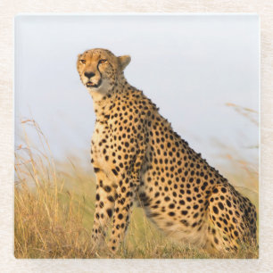 Cheetah Glass Coaster