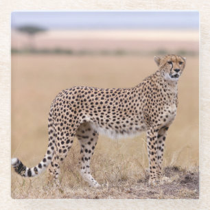 Cheetah Glass Coaster