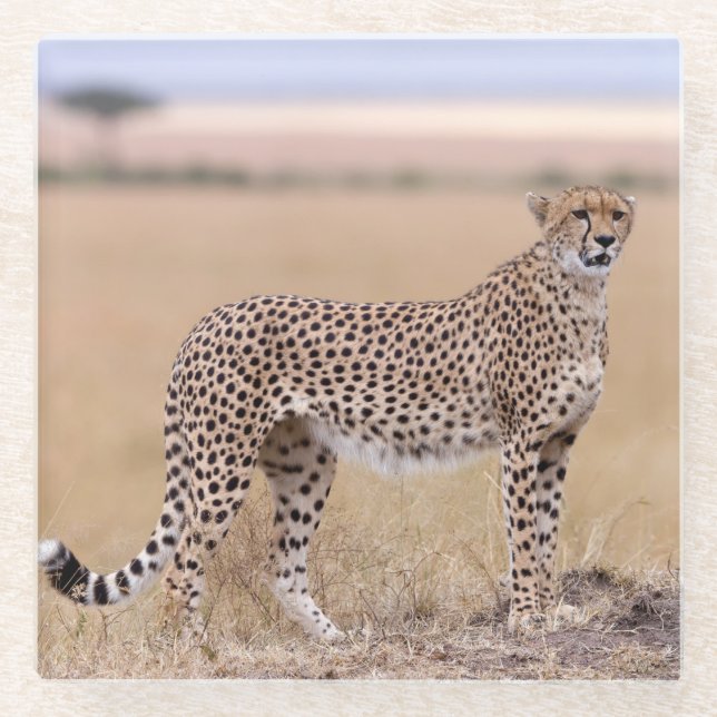 Cheetah Glass Coaster (Front)