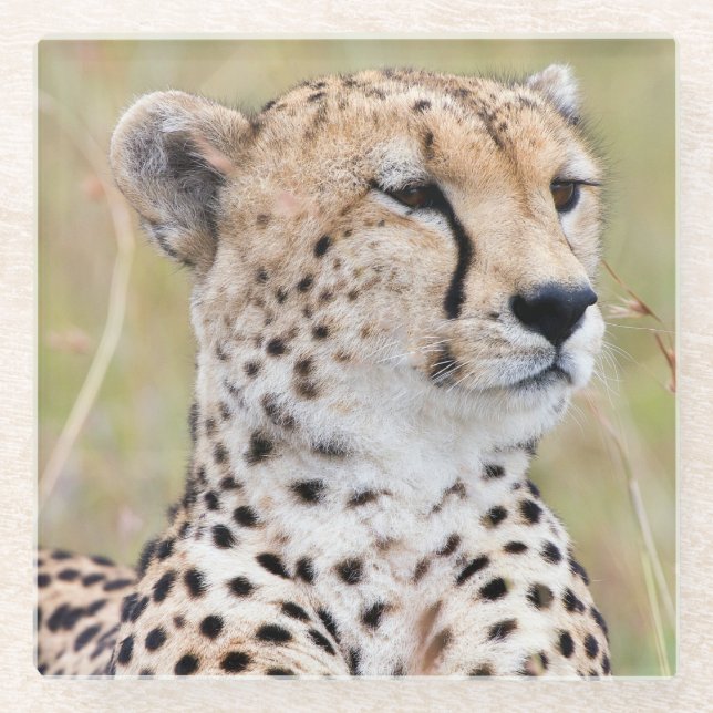 Cheetah Glass Coaster (Front)