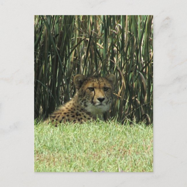 cheetah grass postcard (Front)