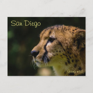 Cheetah Heart You! Postcard