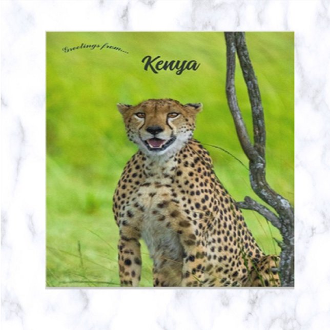 Cheetah in Kenya Postcard (Creator Uploaded)