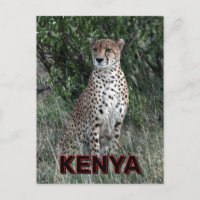 Cheetah In Kenya