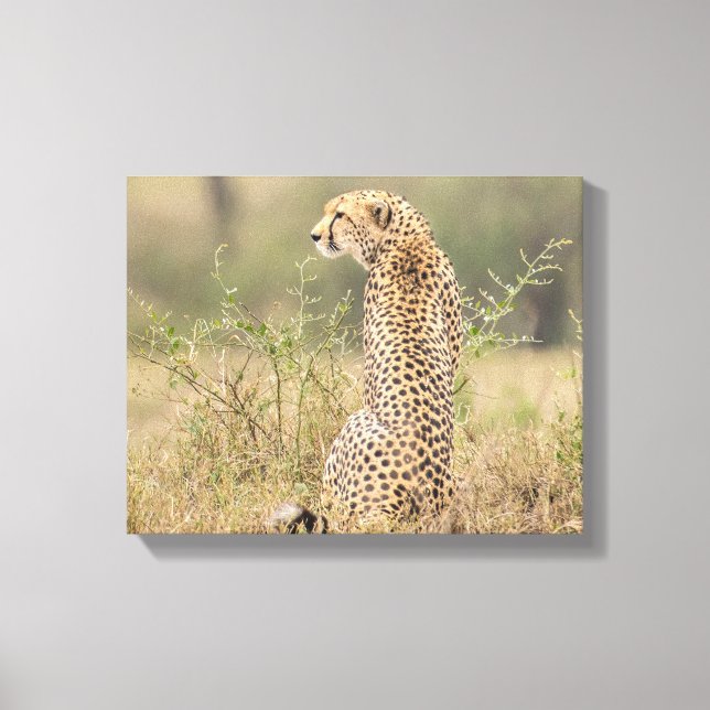 Cheetah in Natural Setting Wrapped Canvas Print (Front)