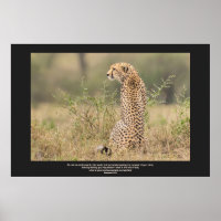 Cheetah In Quiet Contemplation Personalize Text