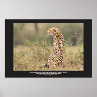 Cheetah In Quiet Contemplation Personalize Text Poster