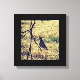 Cheetah in Samburu Canvas Print