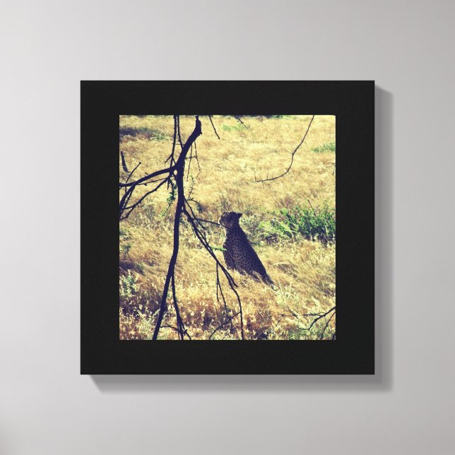 Cheetah in Samburu Canvas Print (Front)