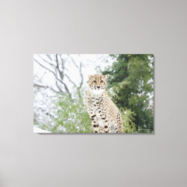 Cheetah in Snow Canvas Print (Front)