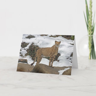 Cheetah in Snow Card