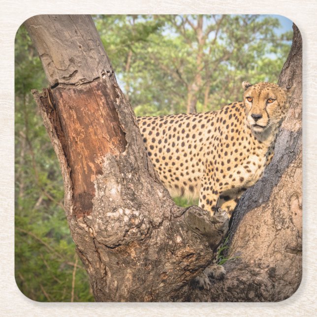 Cheetah in Tree Coasters (Front)